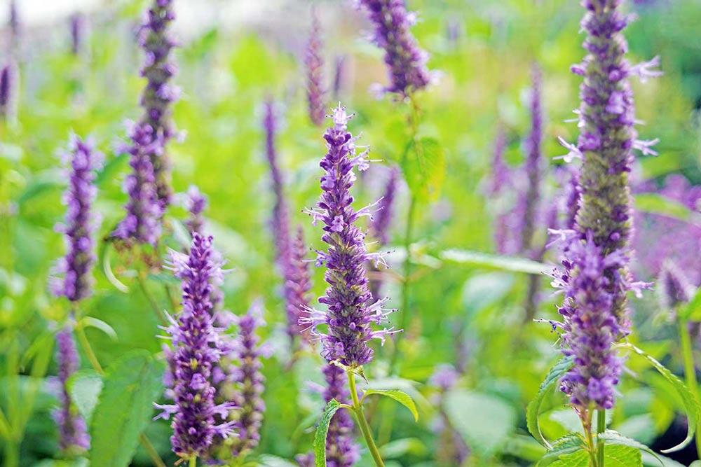 Agastache : culture, entretien et usages au potager