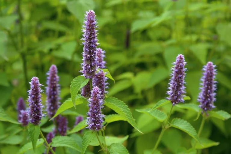agastache-fleurs-massif-ete