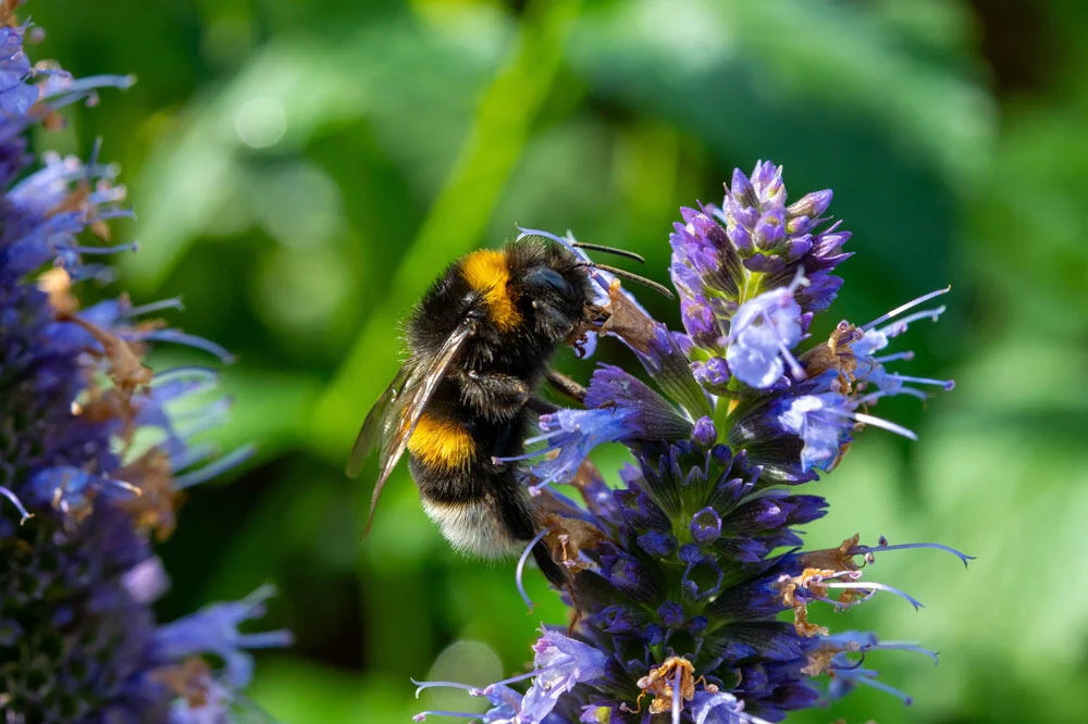 agastache-foeniculum-abeille-potager