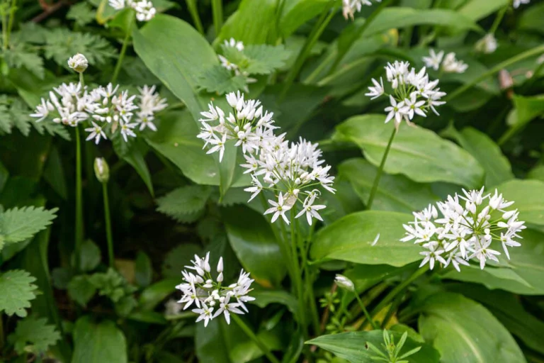 Ail des ours