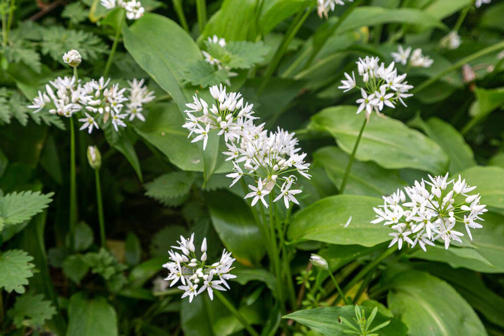 Ail des ours : culture, plantation et entretien au jardin