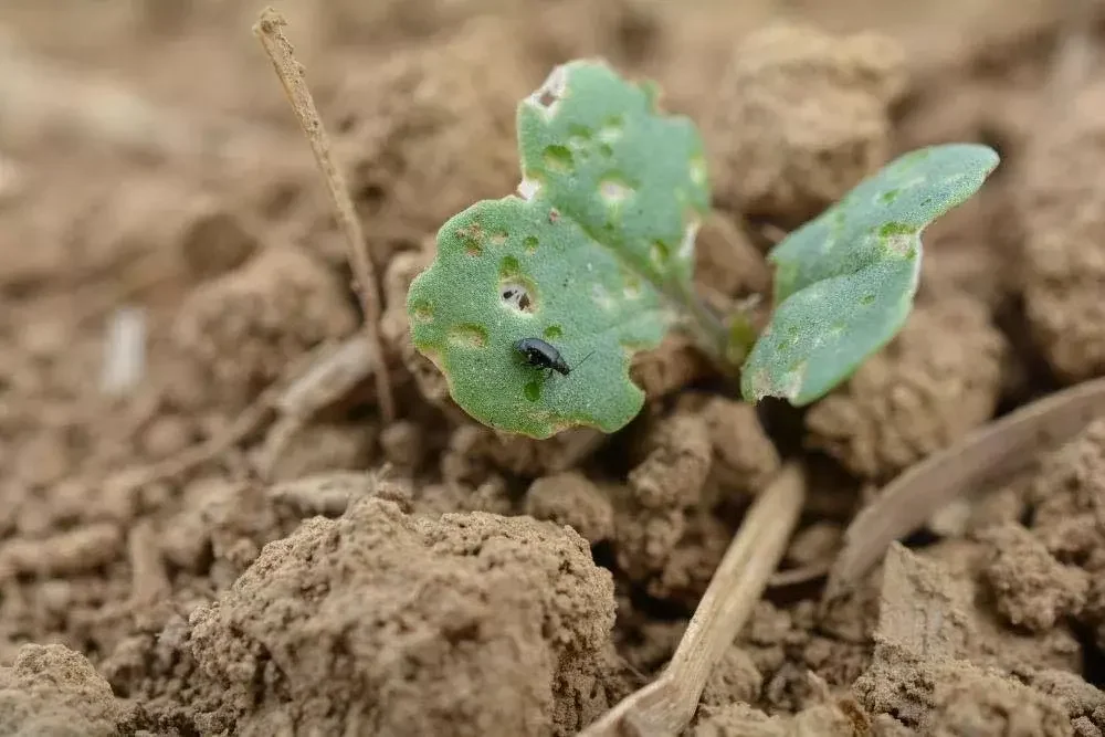 Altises sur les feuilles de roquette