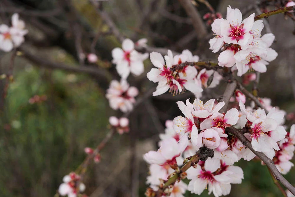 amandier-floraison-janvier-branches-nues
