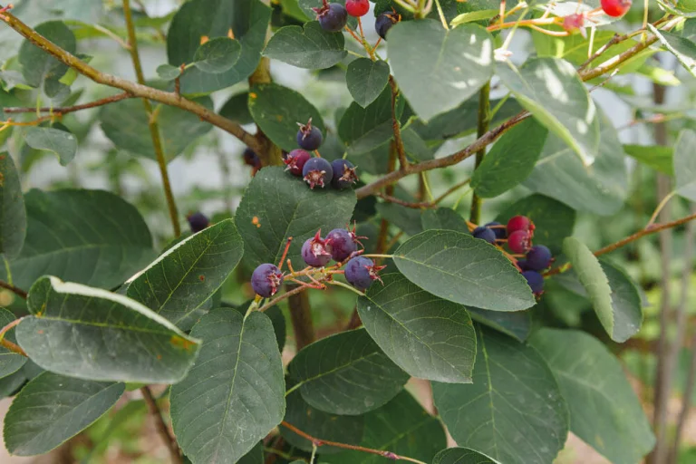 amelanchier-baies-mures-grappes-ete