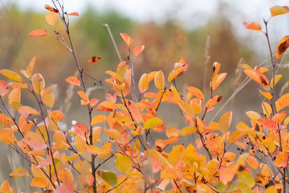 amelanchier-feuillage-automne-orange-rouge
