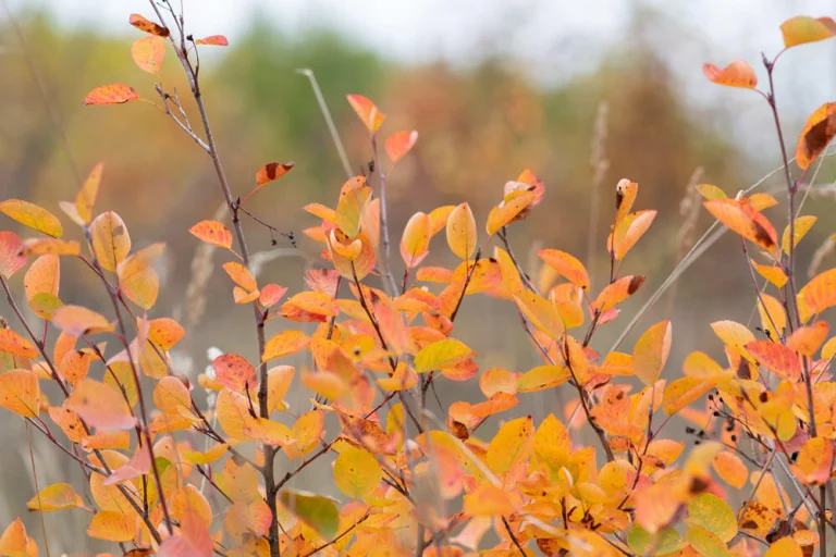 amelanchier-feuillage-automne-orange-rouge