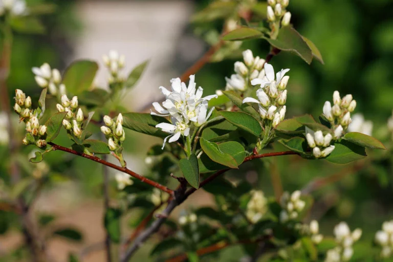 amelanchier-floraison-fleurs-blanches-printemps