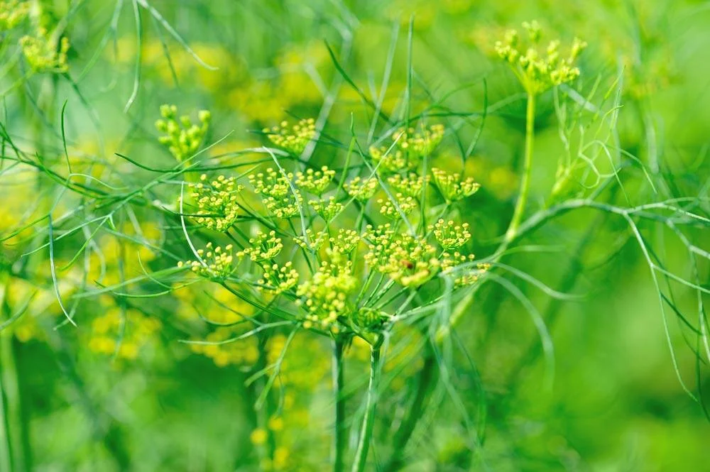 aneth-fleurs-ombelle-jaune-floraison