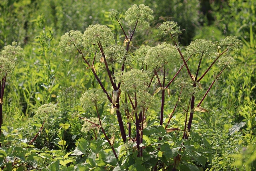 Angélique : plante, culture et récolte au jardin
