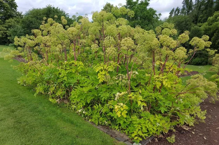 angelique-officinale-jardin-croissance