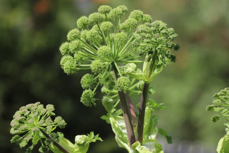 angelique-officinale-ombelle-floraison-blanc