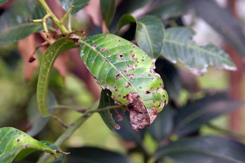 Anthracnose sur feuilles de kumquat