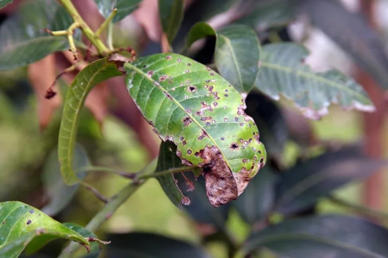 Anthracnose sur feuilles de kumquat