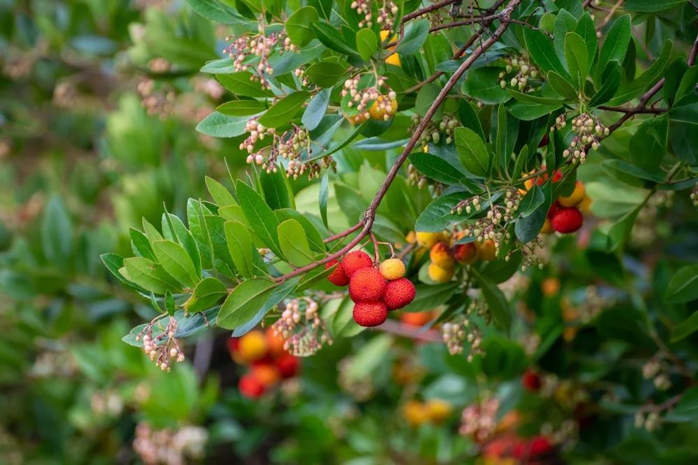 arbousier-fruits-fleurs-automne-simultane