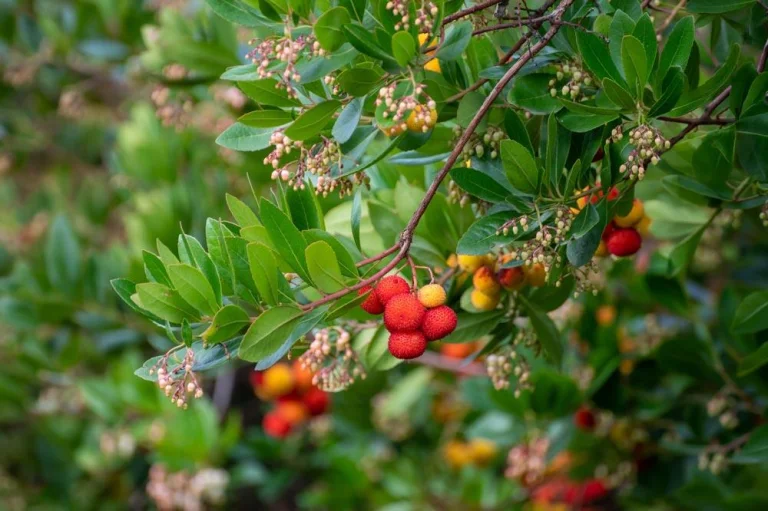 arbousier-fruits-fleurs-automne-simultane