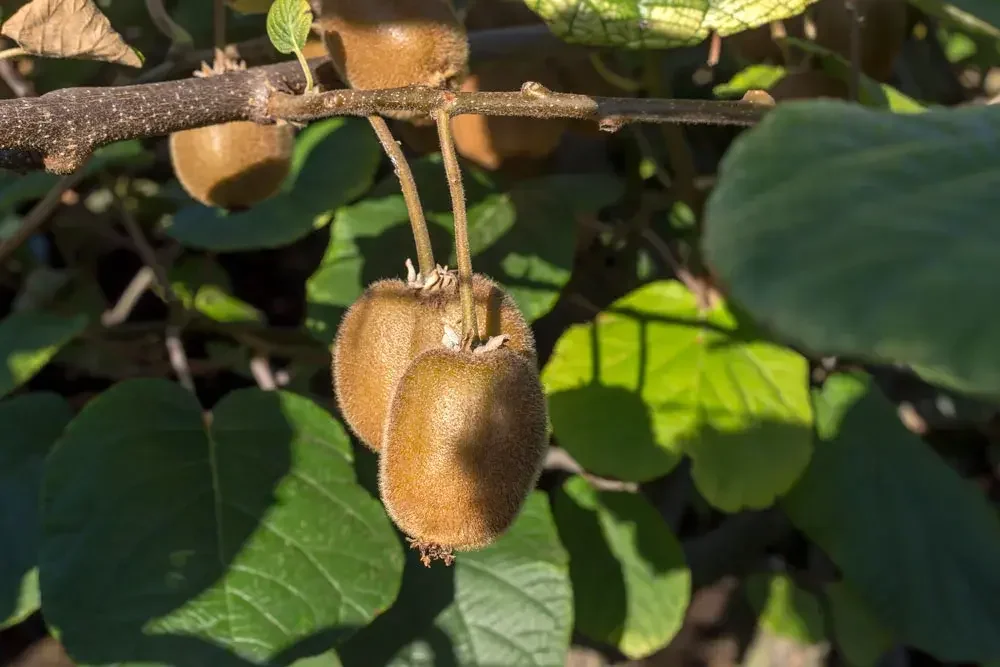 Liane de kiwi avec ses grandes feuilles