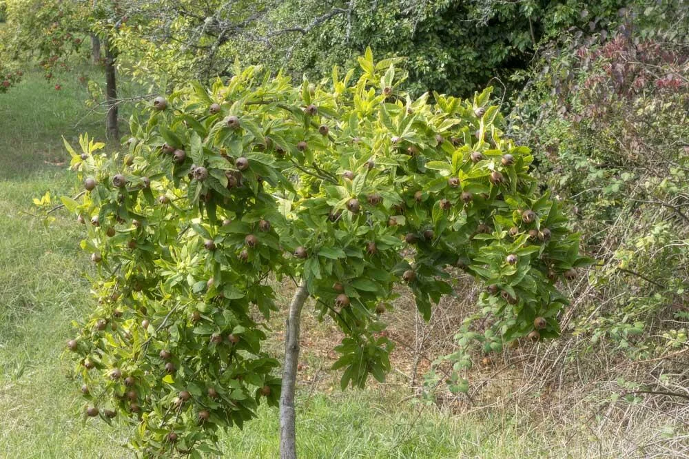 arbre-neflier-commun