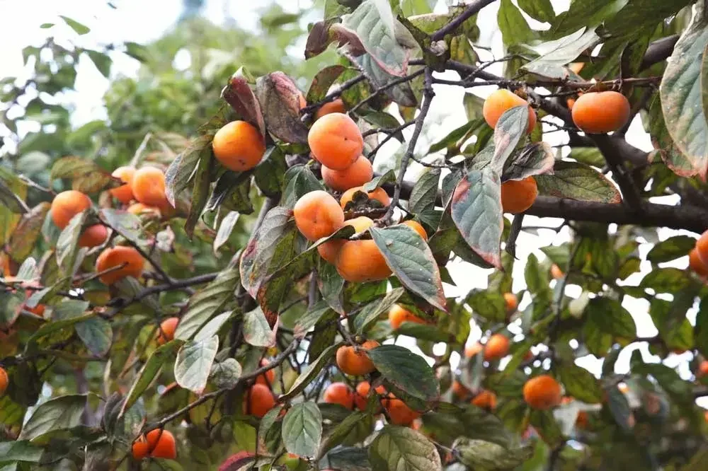 Plaqueminier (arbre à kaki) portant ses fruits