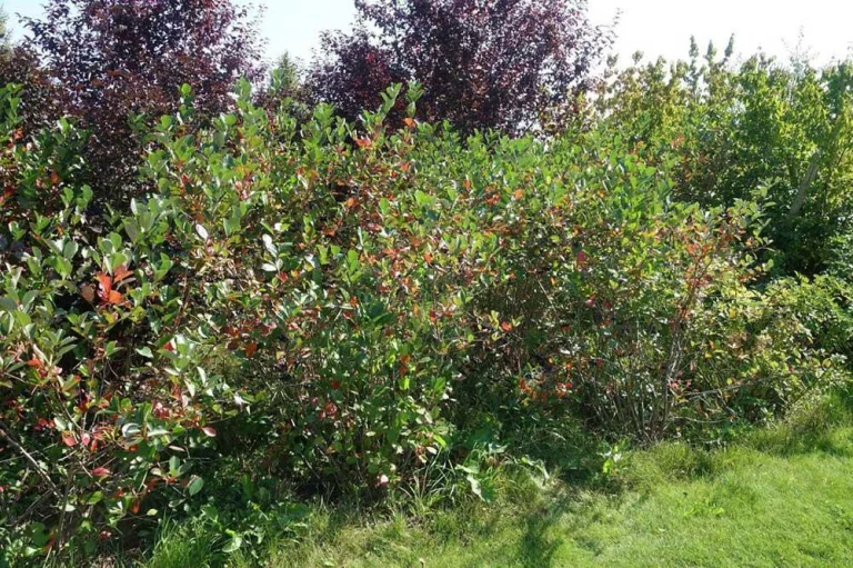 arbuste-aronia