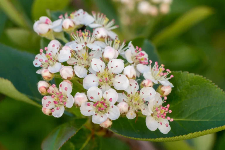 aronia-floraison-fleurs-blanches-printemps