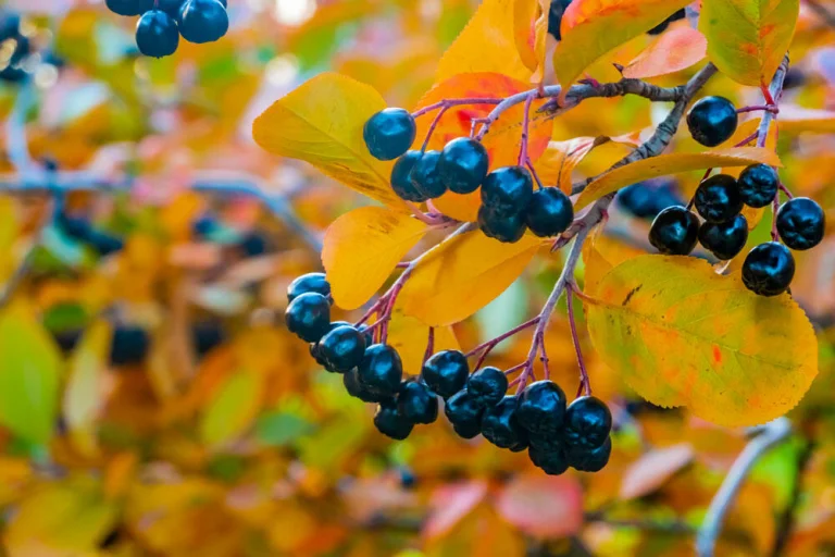 aronia-melanocarpa-baies-noires-automne