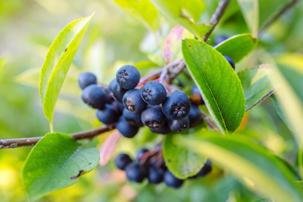 Aronia : culture, récolte et tout sur les baies