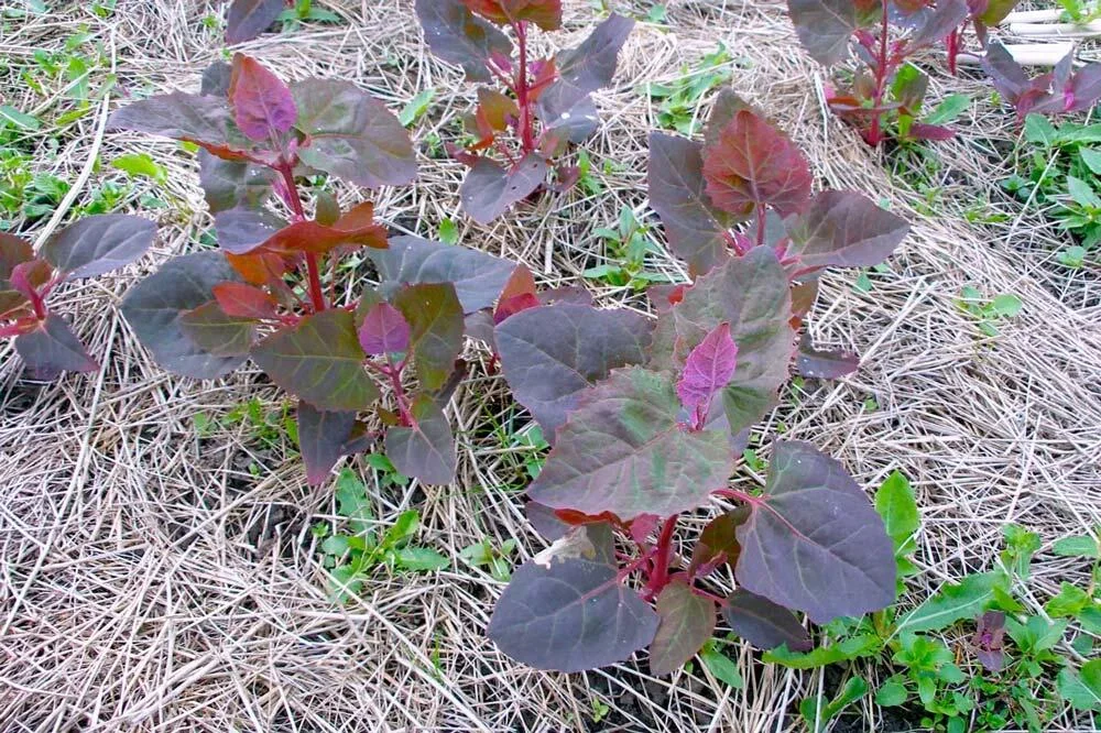 arroche-rouge-potager-feuilles-bordeaux