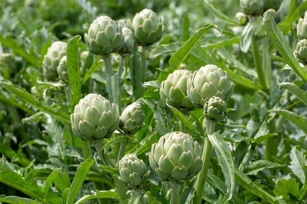artichaut-plants-potager-capitules