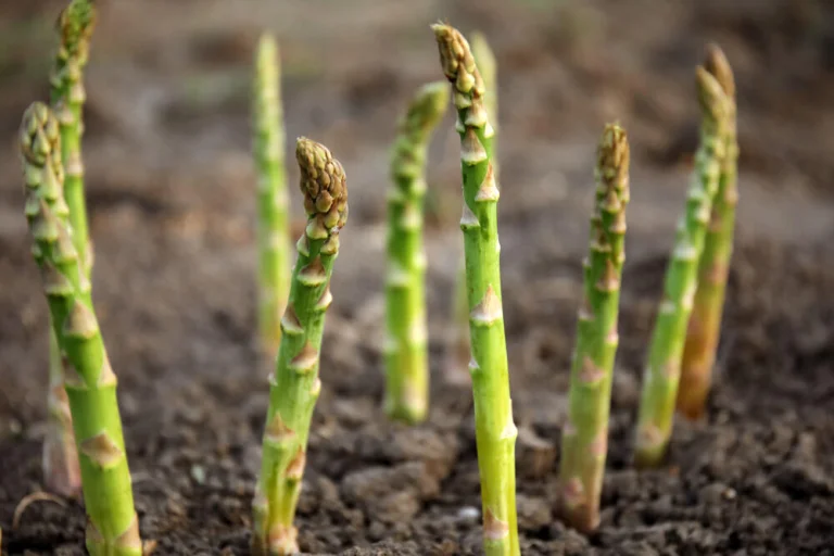 Asperge
