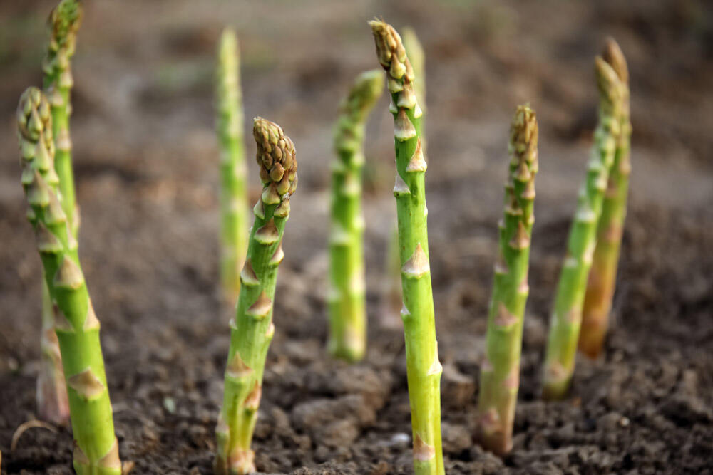Culture de l'asperge : guide complet de la griffe à la récolte