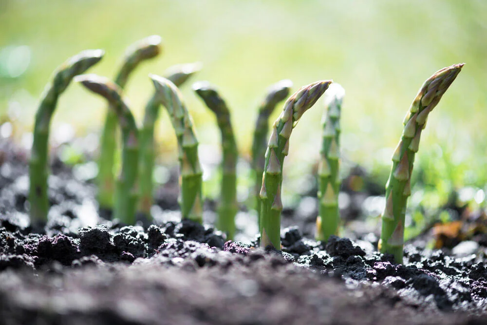 asperge-turions-verts-pointant-sol-printemps
