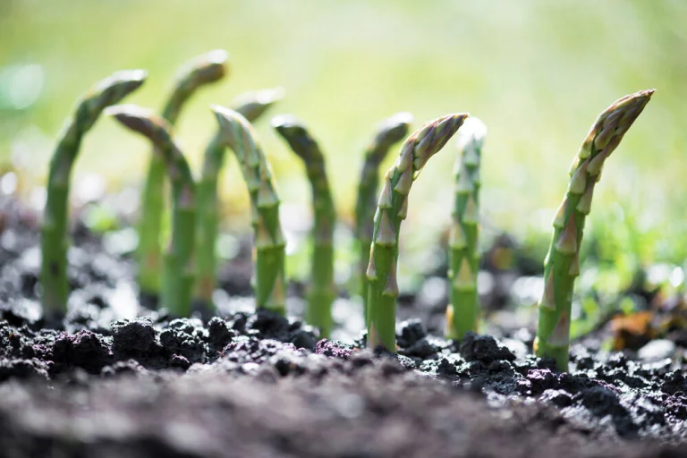 asperge-turions-verts-pointant-sol-printemps