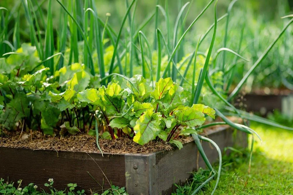 association-betterave-potager