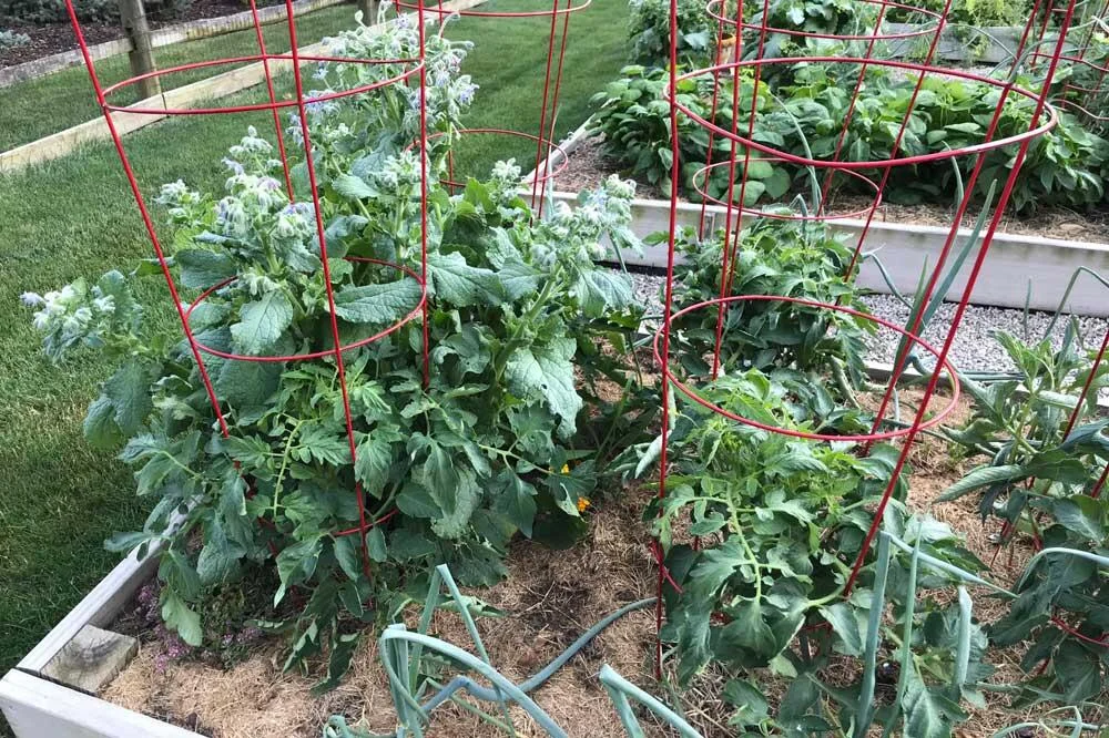 association-bourrache-tomates-potager