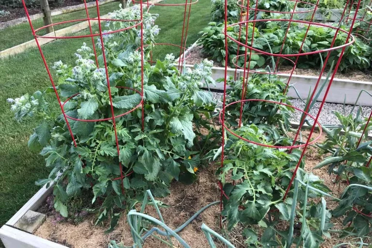 association-bourrache-tomates-potager