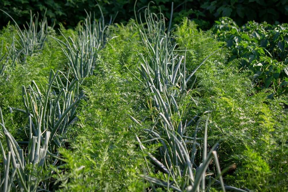 association-oignons-carottes