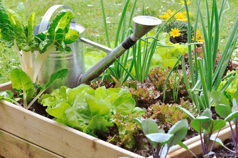Associations de légumes au potager : le tableau complet du compagnonnage