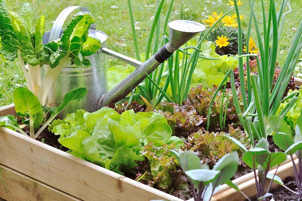 Associations de légumes au potager : le tableau complet du compagnonnage