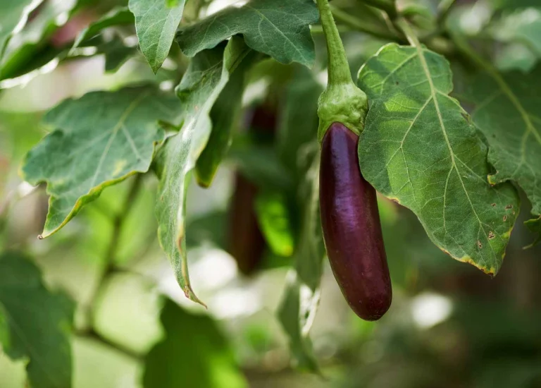 Aubergine