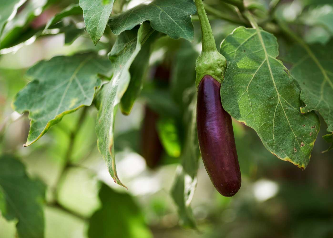 Culture de l'aubergine : le guide complet au potager et en pot