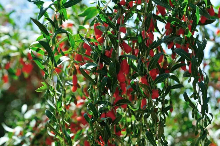 Baie de goji