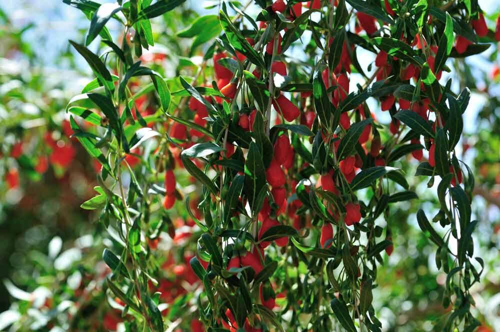Baie de goji : plantation, taille et culture au jardin