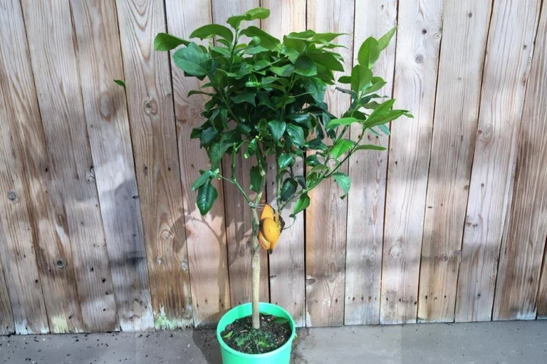 bergamotier-hivernage-interieur