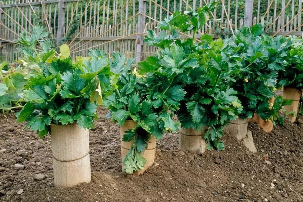 blanchiment-celeri-branche-carton