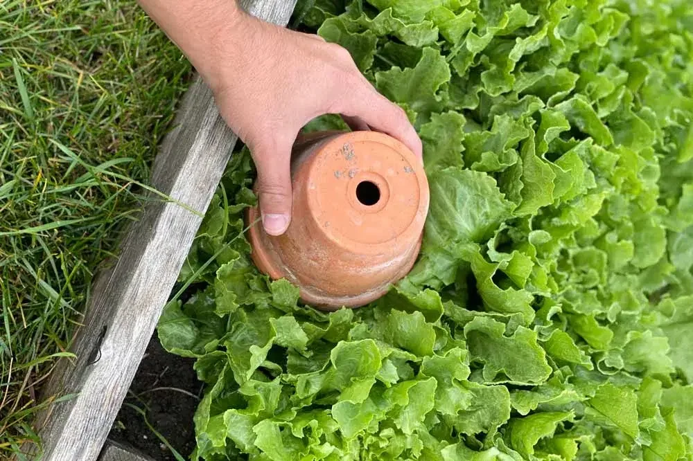 blanchir-les-chicorees-pots