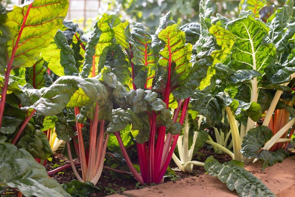 Blette : culture, semis, plantation et entretien au potager