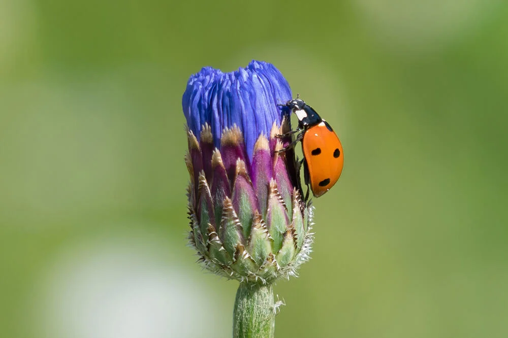 bleuet-bouton-coccinelle