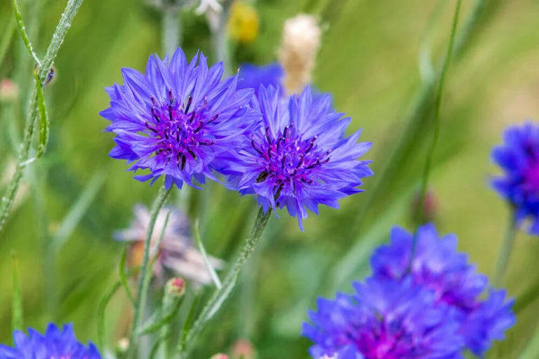 Bleuet