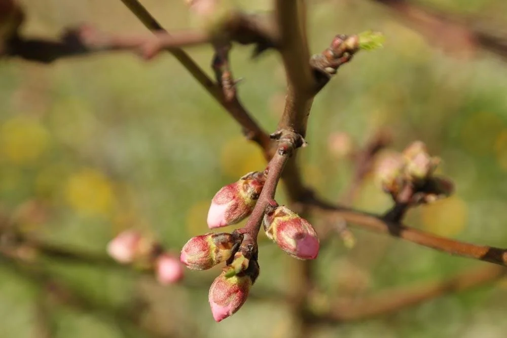 Boutons floraux du nectarinier, sensibles aux gelées printanières