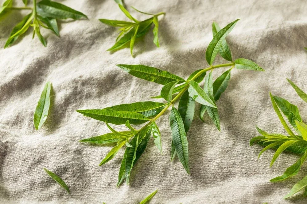 Bouturage de la verveine citronnée